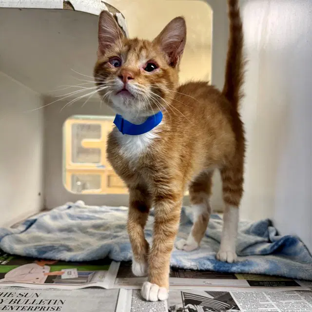 Pinecone - Domestic Short Hair