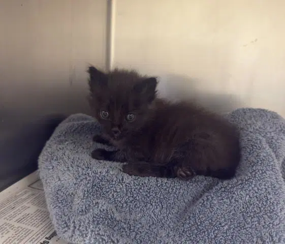 Poot - Domestic Short Hair