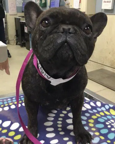 Mamacita - French Bulldog