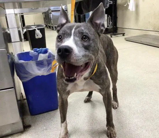 Lulu - Pit Bull Terrier