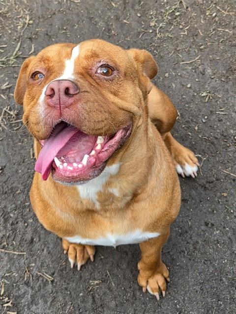 Pumpkin, American Bulldog / Mixed (medium coat)