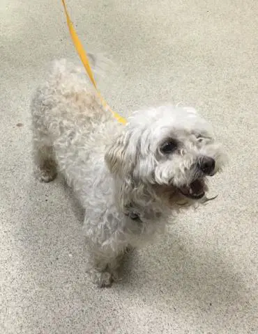 Unknown - Maltese