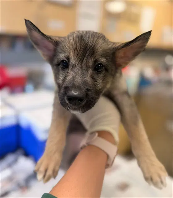 Mabel - German Shepherd Dog