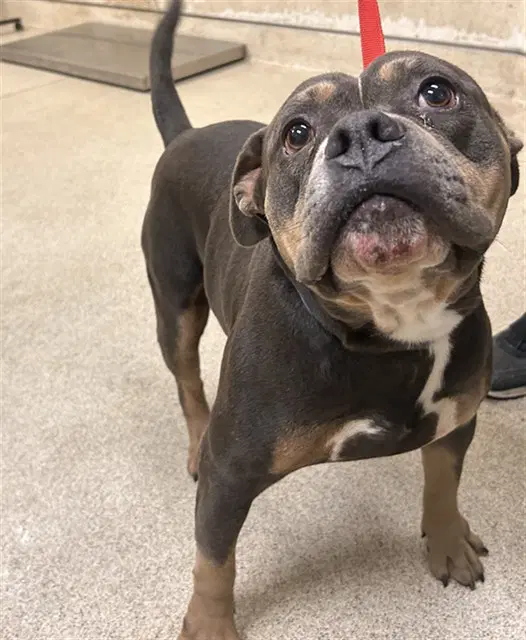 Casanova - American Bulldog