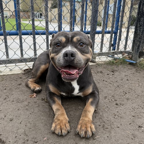 Casanova, American Bulldog / Mixed (medium coat)