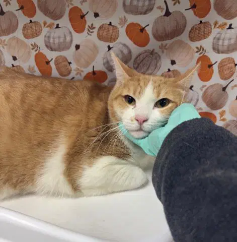 Rambutan - Domestic Short Hair