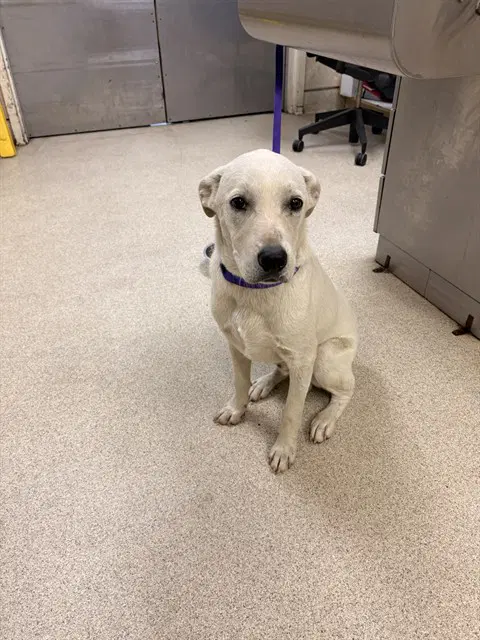Chucky - Labrador Retriever