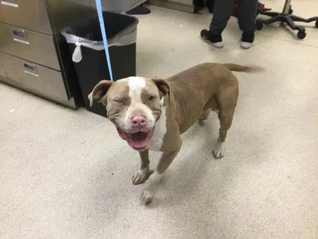 Mookums - Pit Bull Terrier