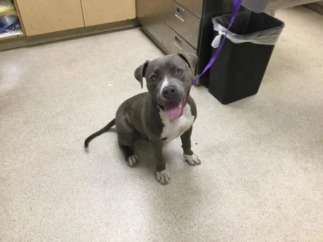Shnookums - Pit Bull Terrier