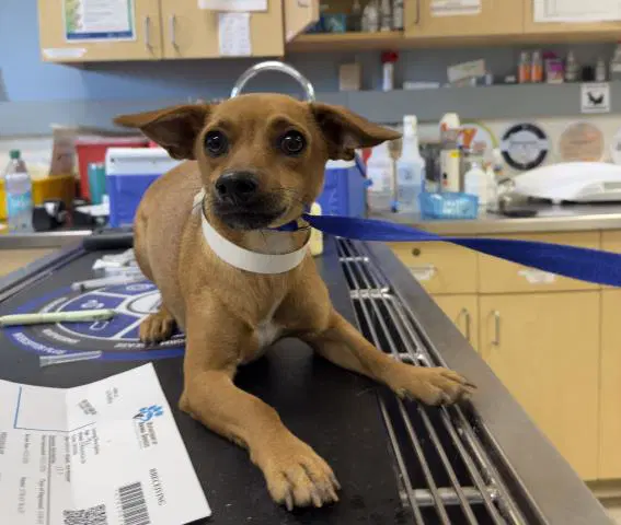Velma - Chihuahua