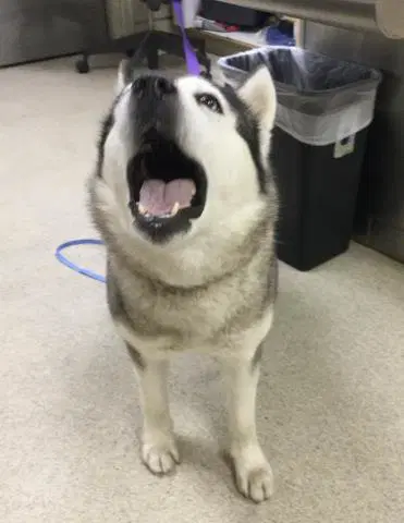 Kelly Clarkson - Siberian Husky