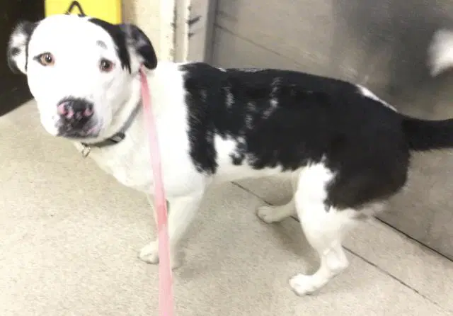 Star - Pit Bull Terrier