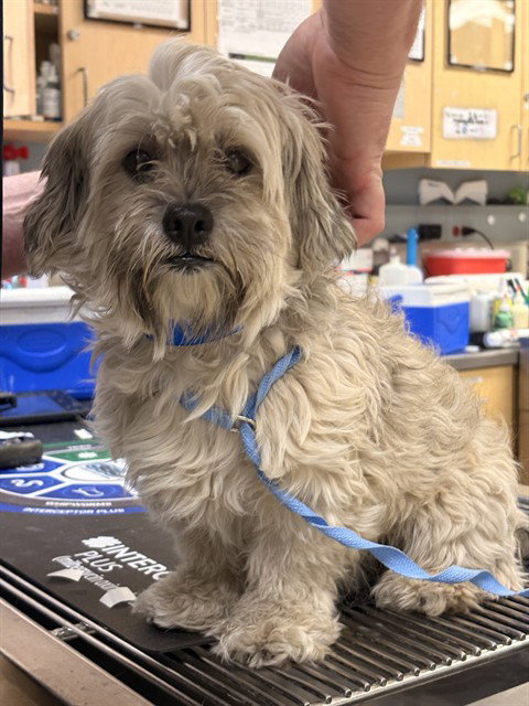 Dave, Shih Tzu (medium coat)