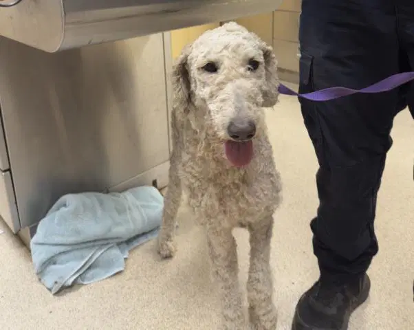 Puddles - Poodle (Standard)
