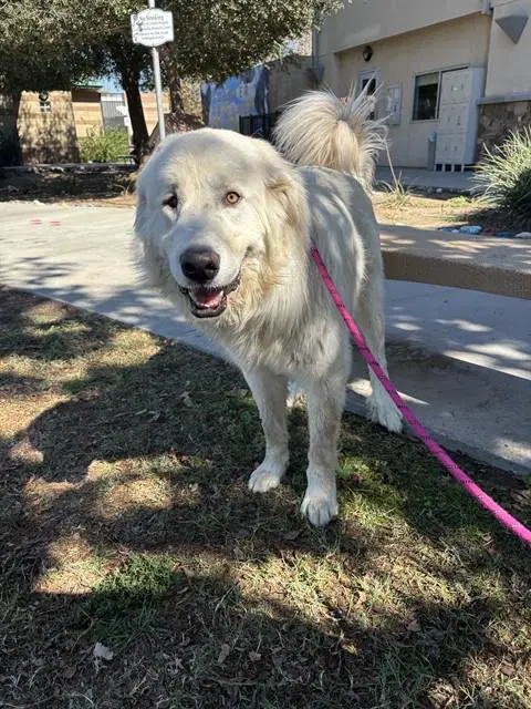 Calvin - Great Pyrenees