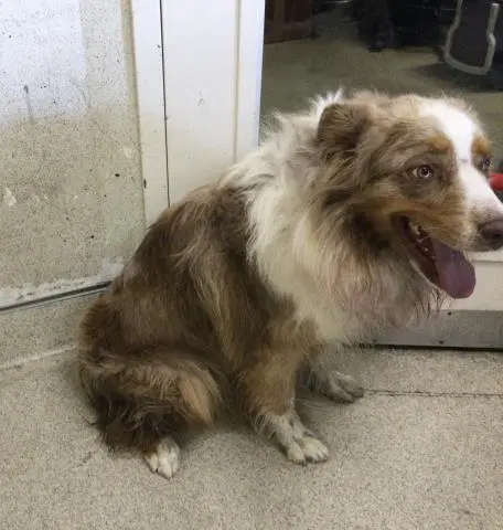 Red - Australian Shepherd