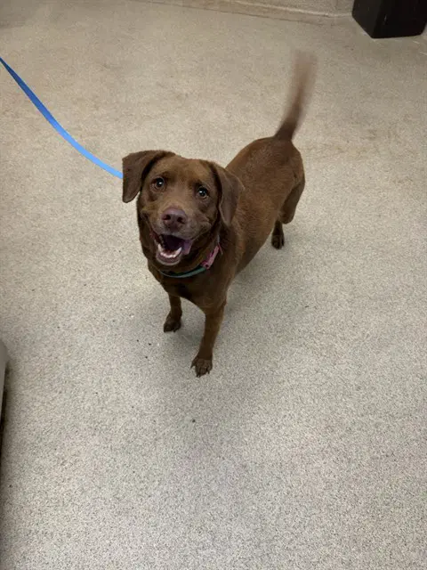 Suzie - Labrador Retriever