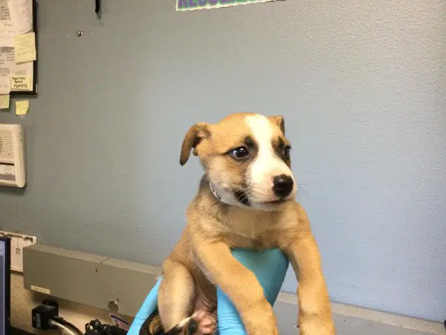 Ruby - Australian Cattle Dog/Blue Heeler