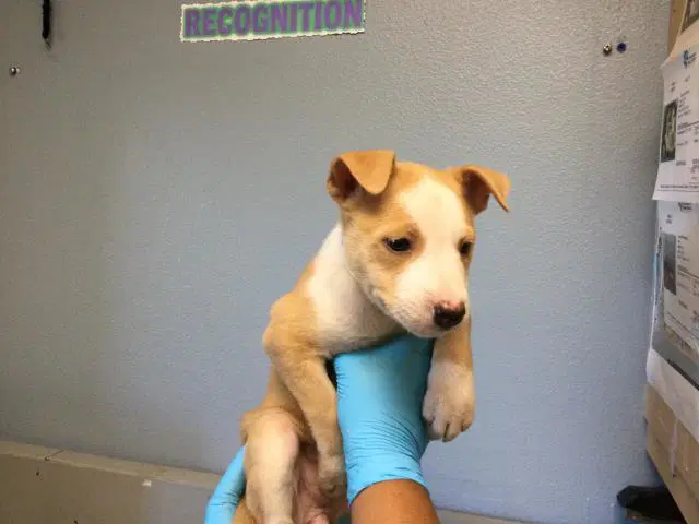 Talc - Australian Cattle Dog/Blue Heeler