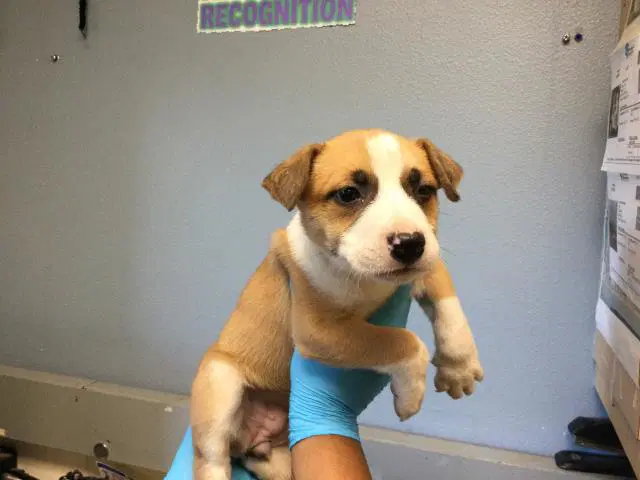 Gypsum - Australian Cattle Dog/Blue Heeler