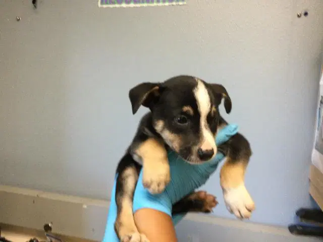 Olivine - Australian Cattle Dog/Blue Heeler