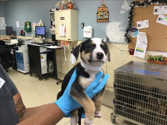 Calcite - Australian Cattle Dog/Blue Heeler