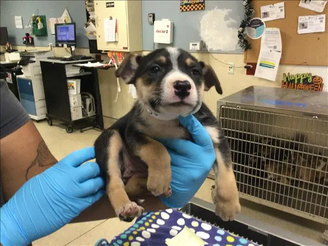 Quartz - Australian Cattle Dog/Blue Heeler
