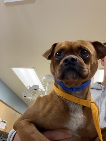 Chapito, Pug / Mixed (medium coat)