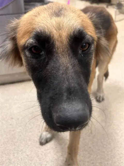 Kitkat - German Shepherd Dog