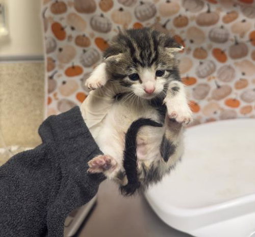 Lolly, Domestic Short Hair (medium coat)