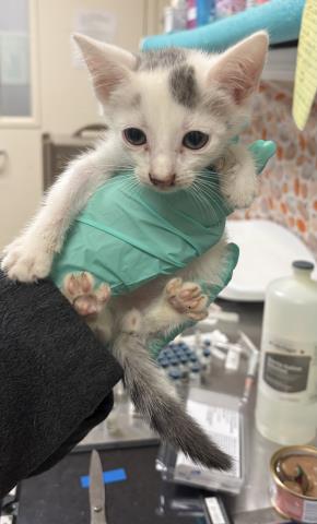 Taylor, Domestic Short Hair (medium coat)