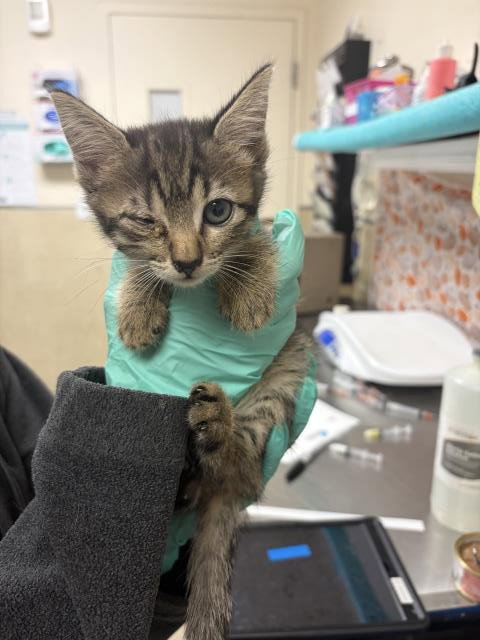 Flower, Domestic Short Hair (medium coat)