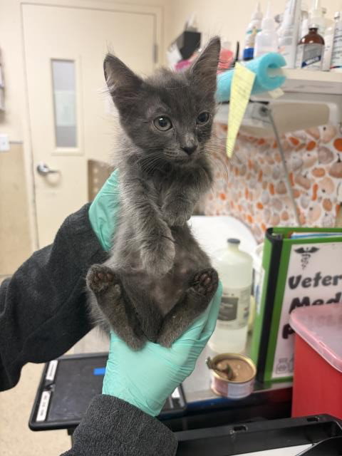 Holly, Domestic Short Hair (medium coat)