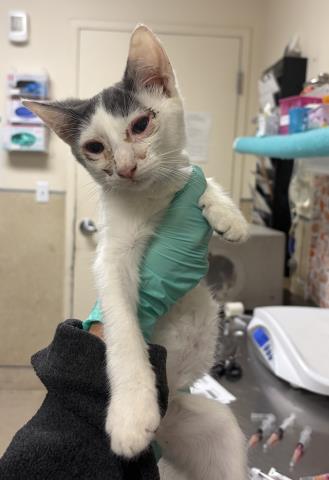 Mark, Domestic Short Hair (medium coat)