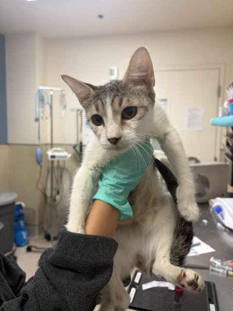 Ashley, Domestic Short Hair (medium coat)