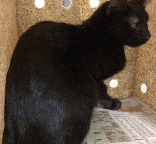 Lizzy, Domestic Short Hair (medium coat)