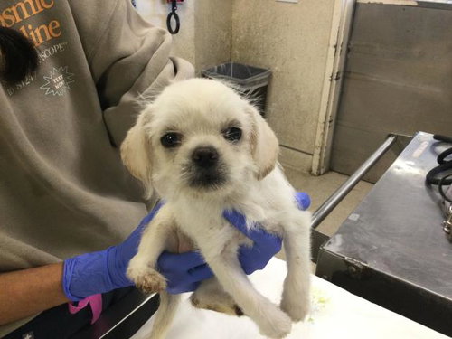 Gretchen, Pug / Terrier / Mixed (medium coat)