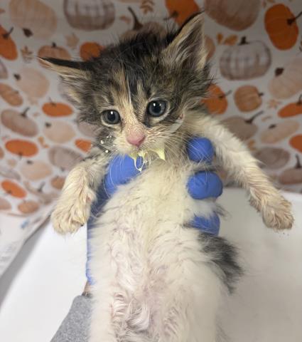 Erin, Domestic Short Hair (medium coat)