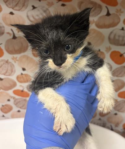 Henry, Domestic Short Hair (medium coat)