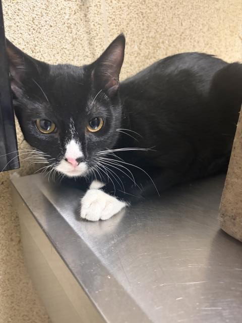 Mystic, Domestic Short Hair (medium coat)
