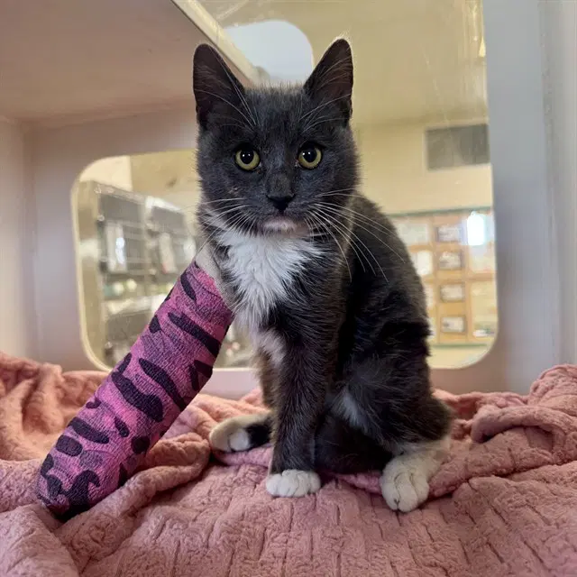 Petunia - Domestic Short Hair