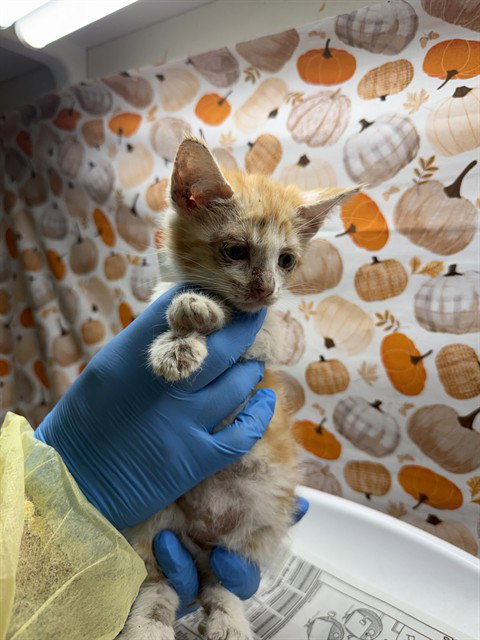Maui, Domestic Short Hair (medium coat)