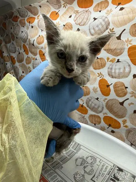 Ali - Domestic Short Hair