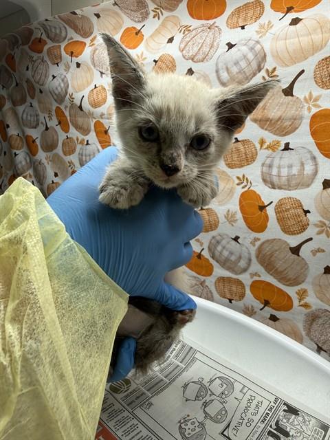 Ali, Domestic Short Hair (medium coat)