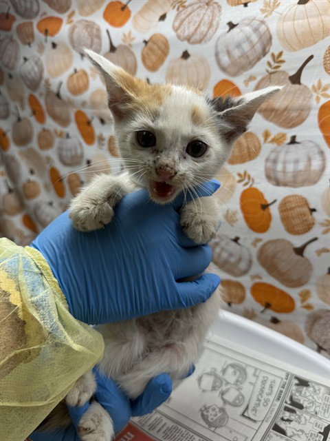 Bingo, Domestic Short Hair (medium coat)