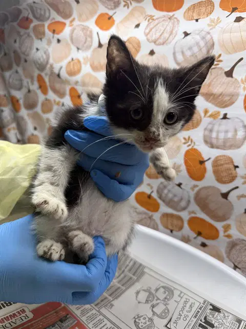 Goof - Domestic Short Hair