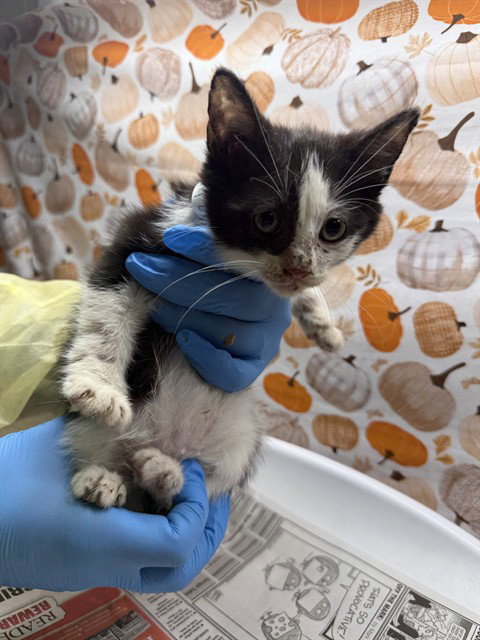 Goof, Domestic Short Hair (medium coat)