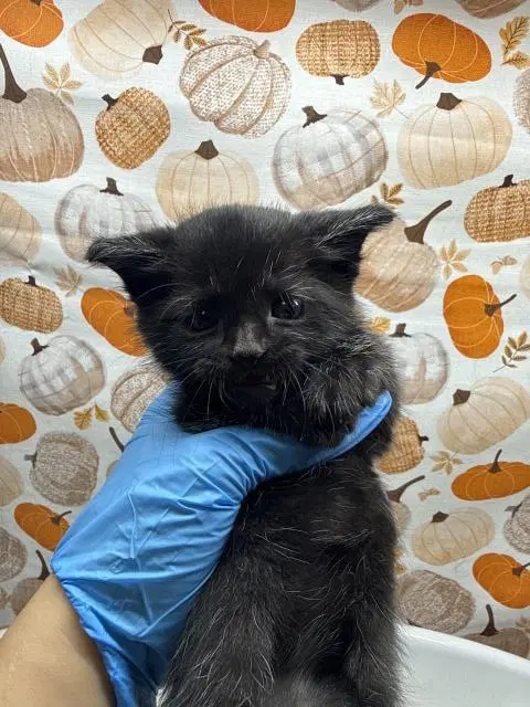 Scawy - Domestic Short Hair