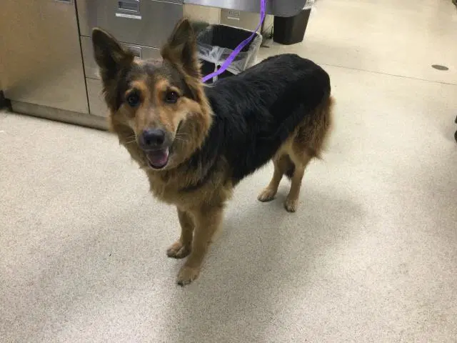 Chocolata - German Shepherd Dog