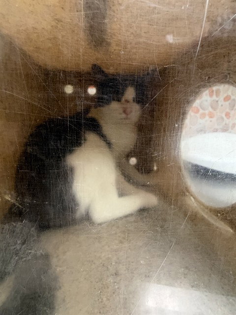 Lennard, Domestic Short Hair (medium coat)